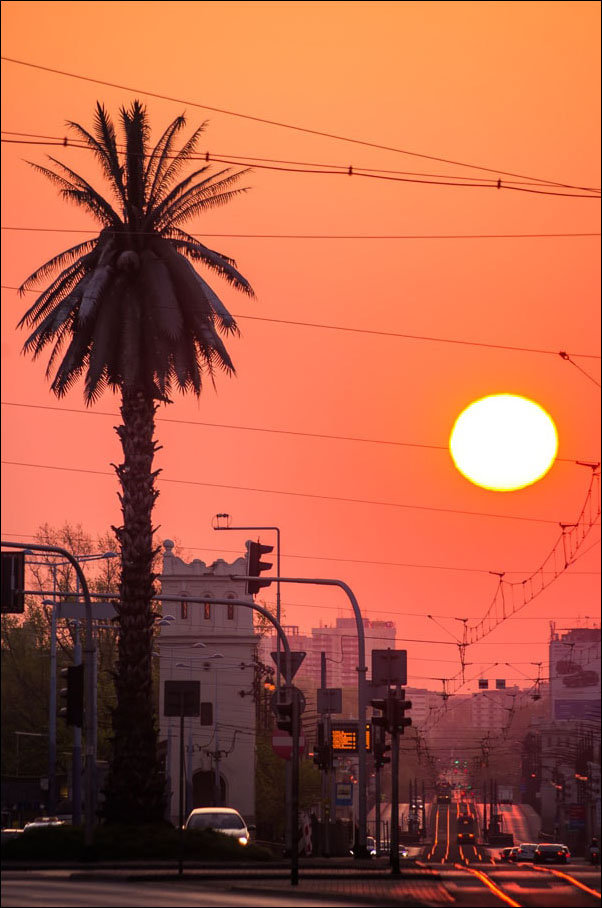 Plakat, Warszawa Palma, 61x91,5 cm