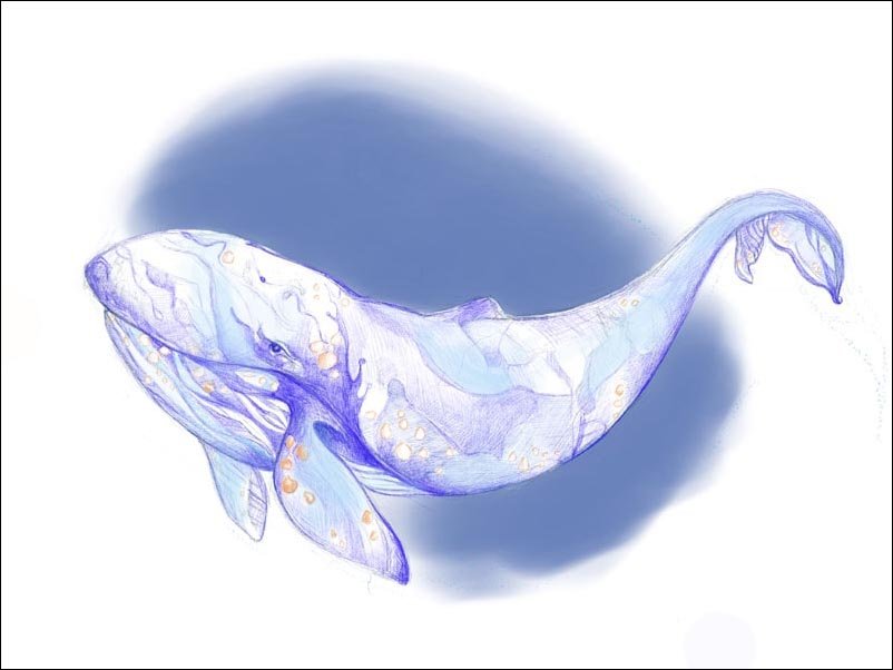 Plakat, Wieloryb , 30x20 cm