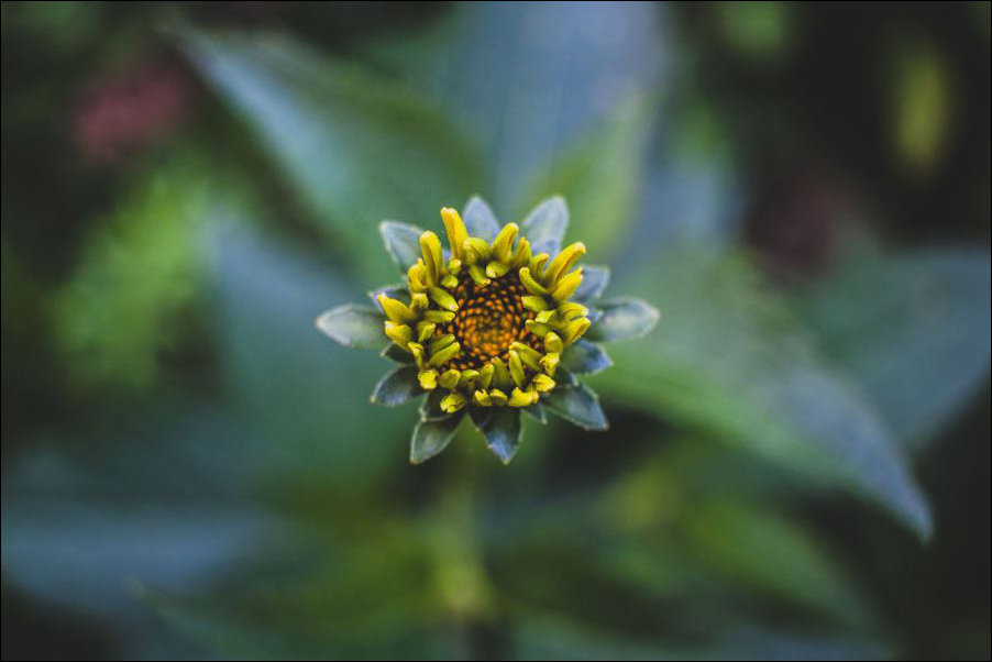 Plakat, Pąk – premium 50x40 cm