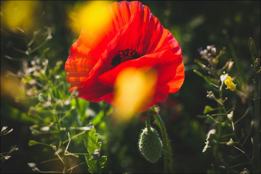 Plakat, Mak w blasku rzepaku – premium 70x50 cm