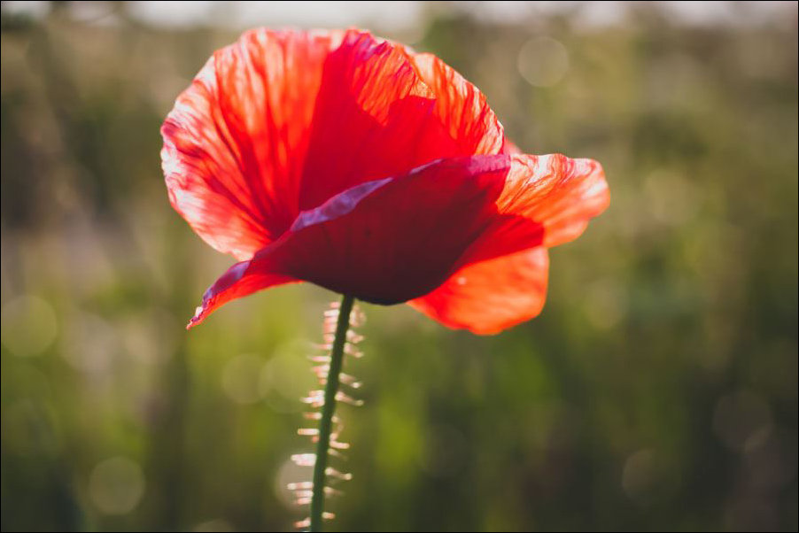 Plakat, Mak polny – premium 40x30 cm