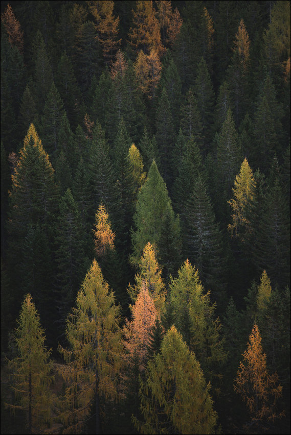 Plakat, Jesienny las, 61x91,5 cm