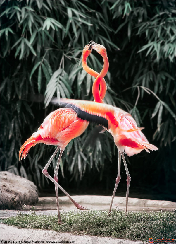 Plakat, Tańczące flamingi, 21x29,7 cm