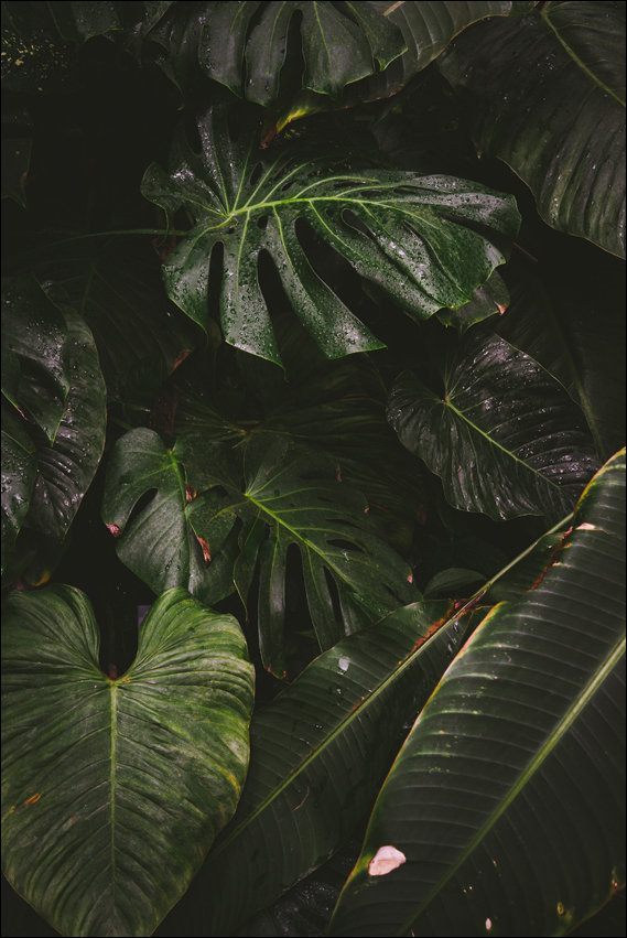 Plakat, Deszczowa monstera , 21x29,7 cm