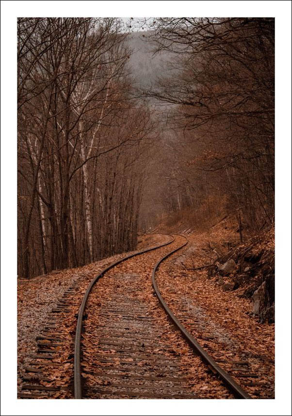 Plakat, Tory w lesie, 50x70 cm