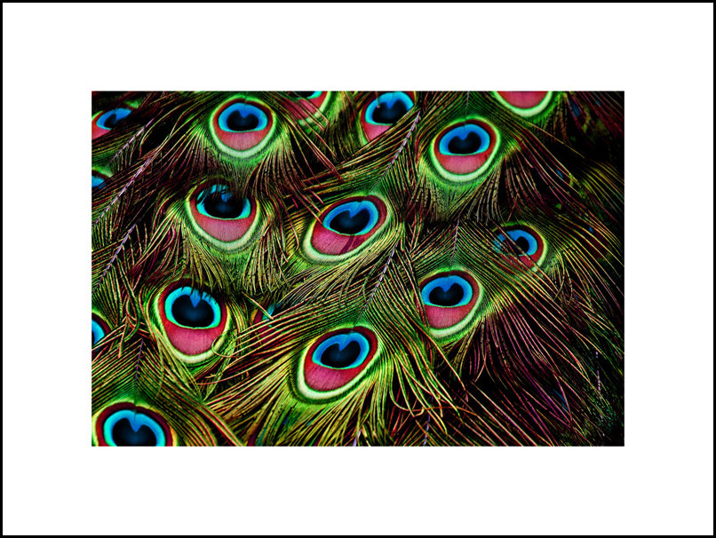 Plakat, Pawie pióra, 70x50 cm