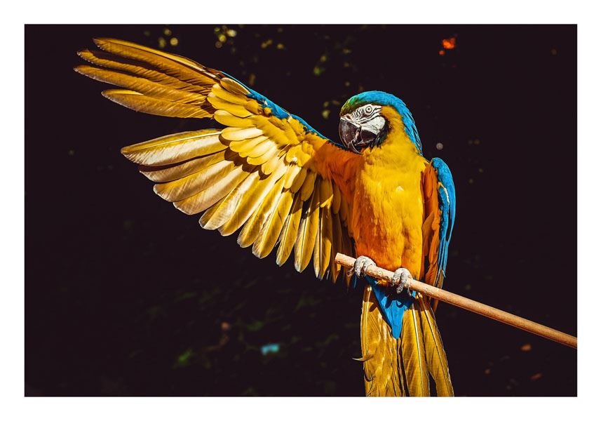 Plakat, Ara, 40x30 cm