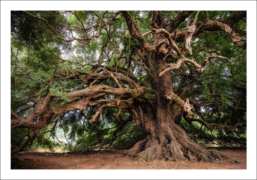 Plakat, Stare drzewo, 70x50 cm