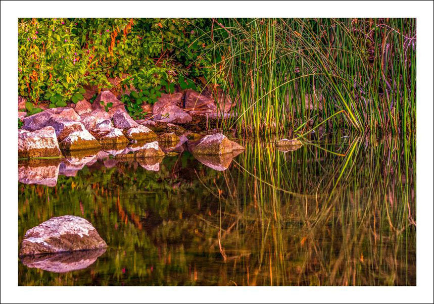 Plakat, Staw, 40x30 cm