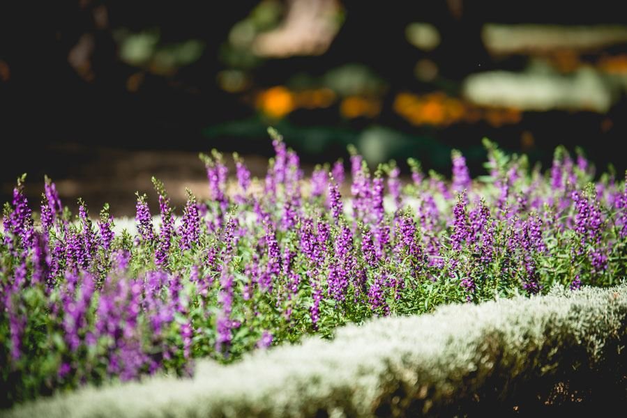 Plakat, Wrzos, 40x30 cm