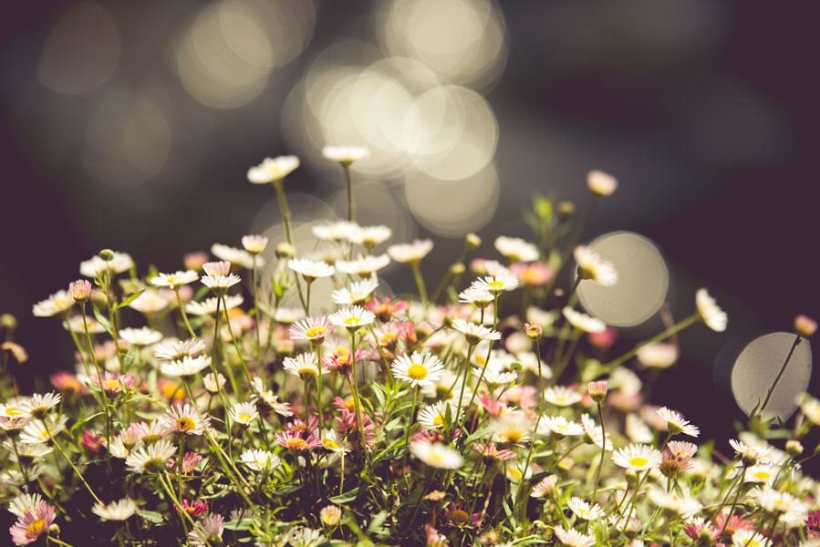 Plakat, Stokrotki, 40x30 cm