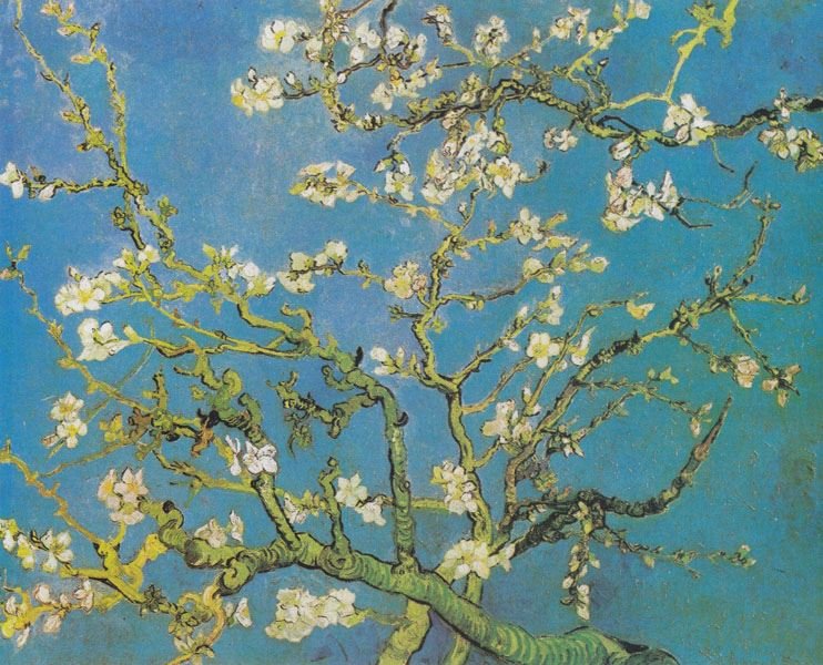 Plakat, Migdałowiec Van Gogh, 30x20 cm