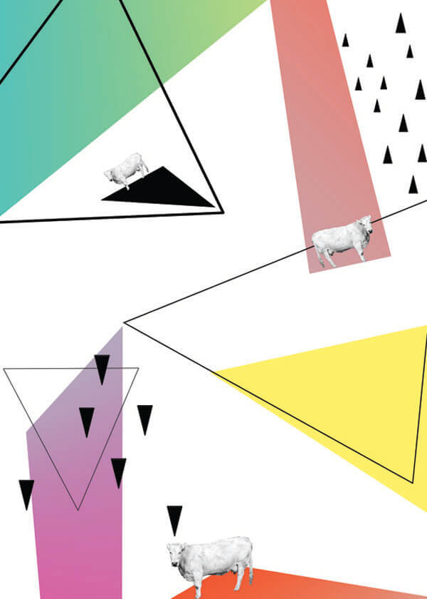 Plakat, Krowa, 50x70 cm