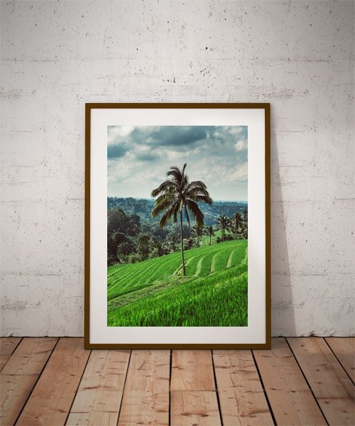 Plakat, Jatiluwih tree, 50x70 cm