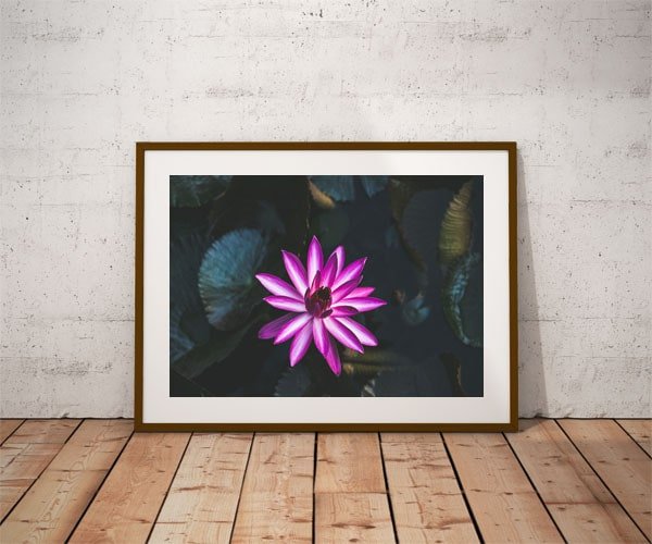 Plakat, Lilia wodna, 42x29,7 cm