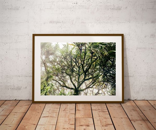 Foggy tree - plakat premium 100x70 cm