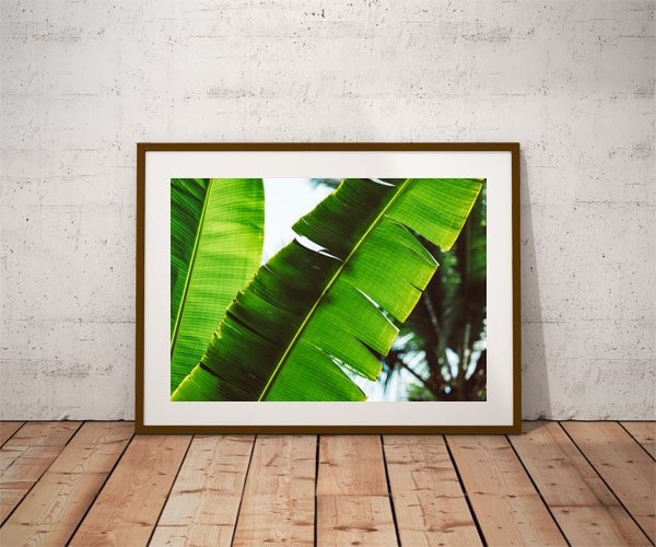 Plakat, Leaf, 70x50 cm