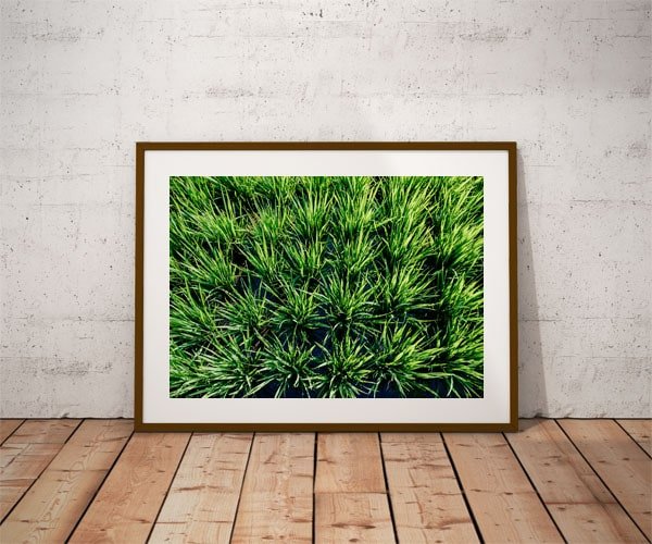 Plakat, Rice, 100x70 cm
