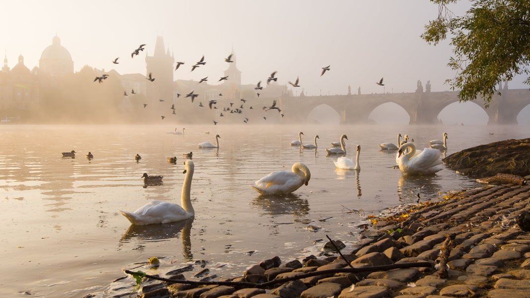 Plakat, Czeska Praga, łabędzie, 70x50 cm