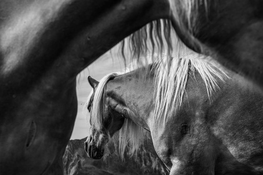 Plakat, Austria, konie, 40x30 cm