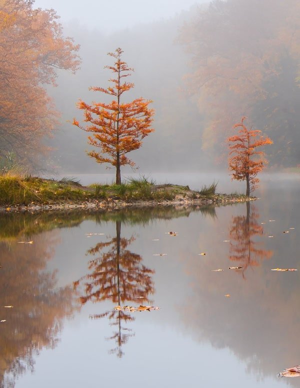 Plakat, Kromalu, drzewo, 30x40 cm