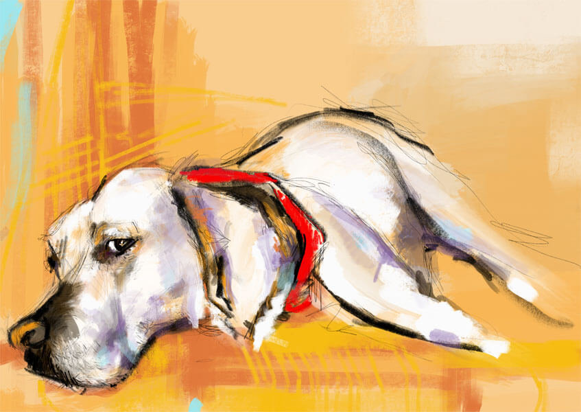 Plakat, Labrador, 100x70 cm