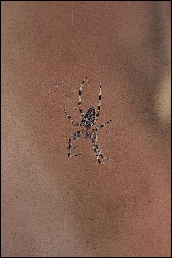 Plakat, Spider cross, 30x40 cm