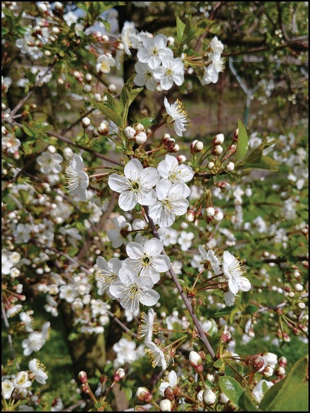 Plakat, Sakura, 59,4x84,1 cm