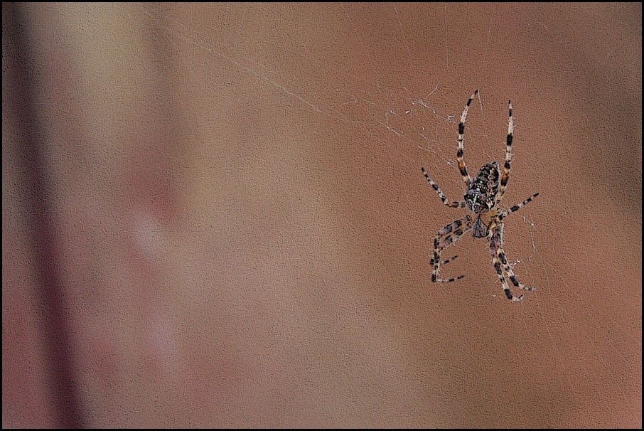 Plakat, Spider cross II, 70x50 cm