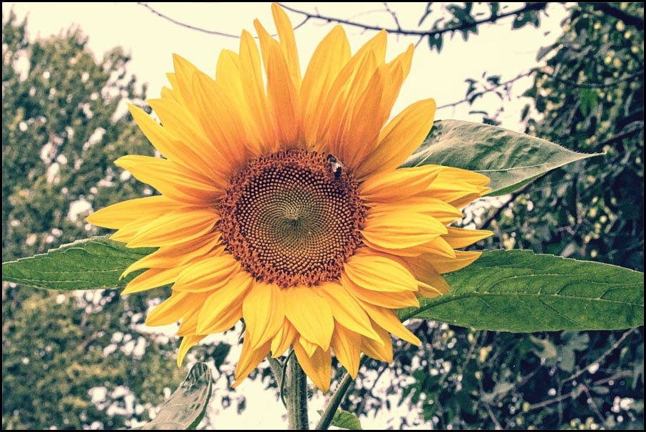 Plakat, Helianthus annuus, 40x30 cm