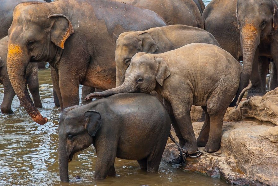 Plakat, Sri Lanka Pinawala, 100x70 cm