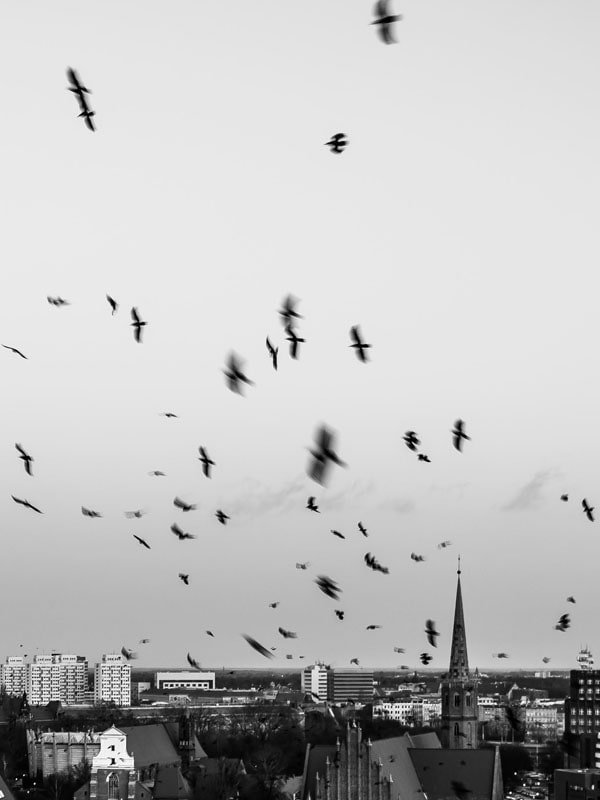 Plakat, Wrocław, Polska, 50x70 cm