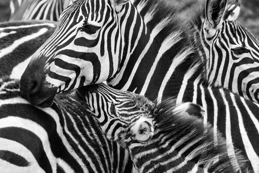 Plakat, Paski, 50x40 cm