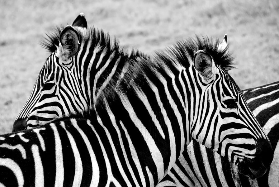 Plakat, Tanzania, zebry, 50x40 cm