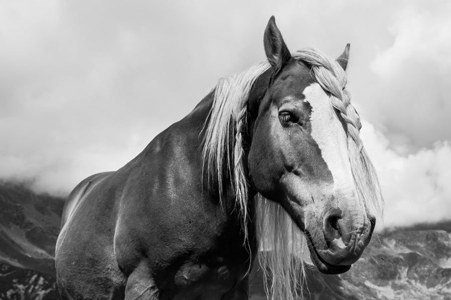 Plakat, Warkocz, 40x30 cm