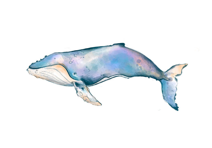 Galeria Plakatu, Plakat, Wieloryb, 40x30 cm