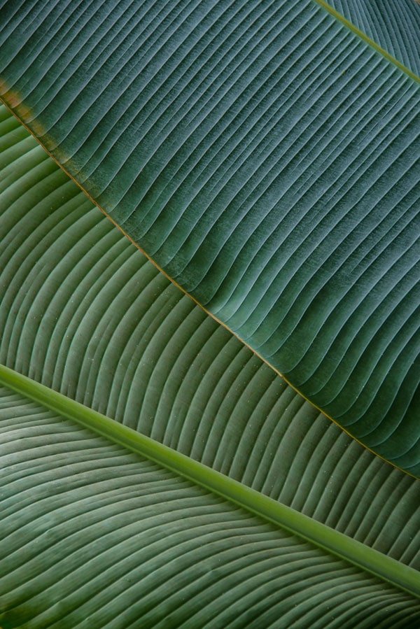 Galeria Plakatu, Plakat, Bananowiec, Premium 50x70 cm