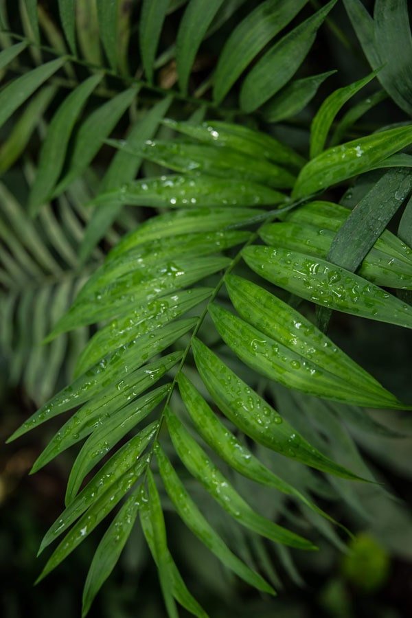 Galeria Plakatu, Plakat, Listki, premium, 61x91,5 cm