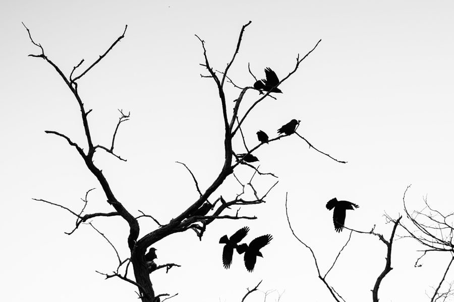 Galeria Plakatu, Plakat, Wrony, Premium, 100x70 cm