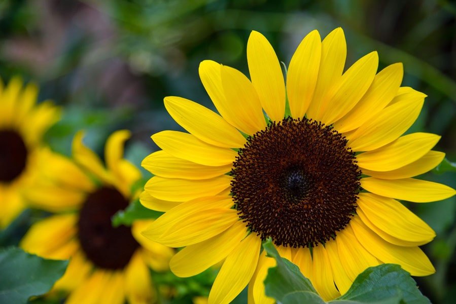 Galeria Plakatu, Plakat, Słoneczne Kwiaty, premium, 30x20 cm