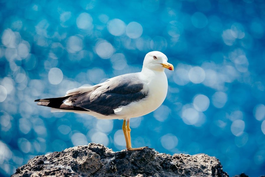 Galeria Plakatu, Plakat, Ptak, Premium, 70x50 cm