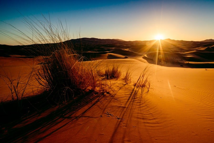 Galeria Plakatu, Plakat, Sahara Trawy, Premium, 50x40 cm