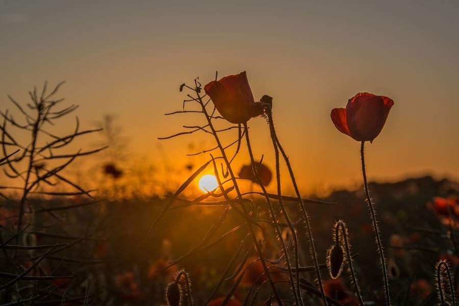 Galeria Plakatu, Plakat, Maki, 60x40 cm
