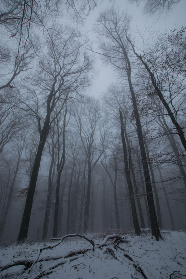 Galeria Plakatu, Plakat, Wysokie Drzewa, 50x70 cm