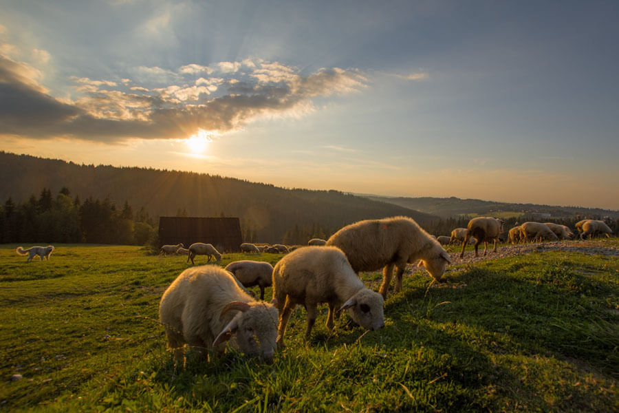 Galeria Plakatu, Plakat, Owce, 40x30 cm