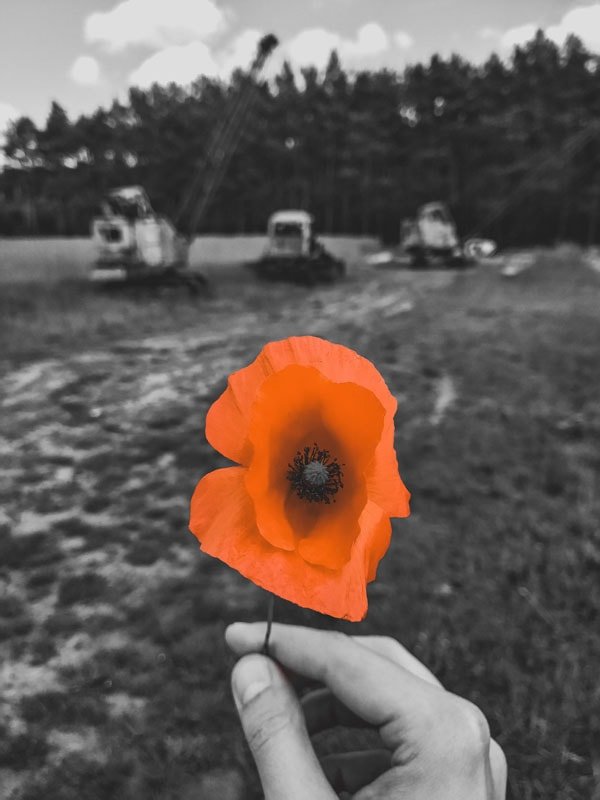 Galeria Plakatu, Plakat, Mak, 50x70 cm