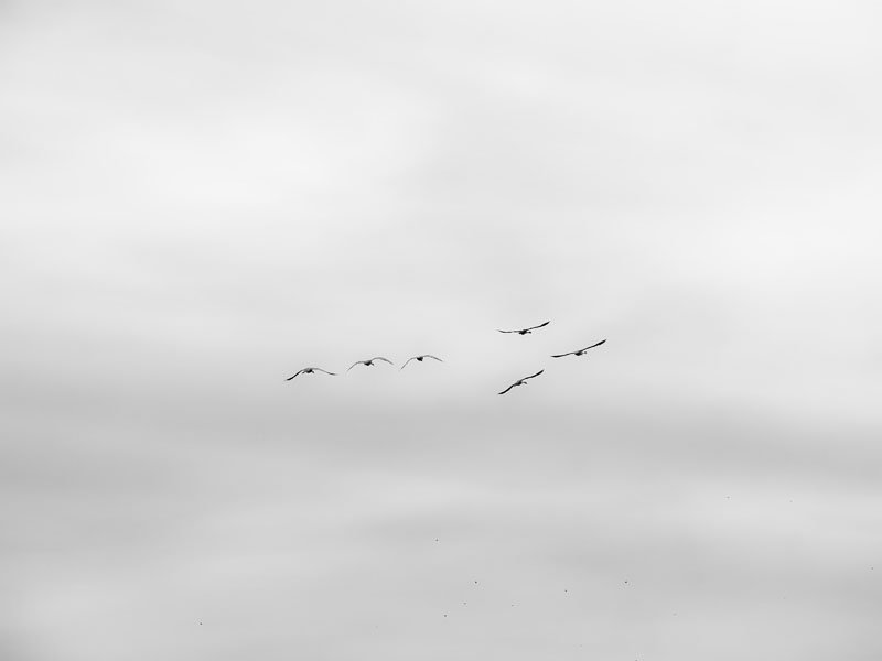 Galeria Plakatu, Plakat, Ptaki, 50x40 cm