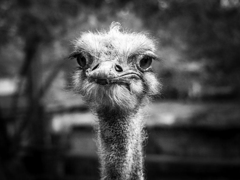 Galeria Plakatu, Plakat, Struś, 50x40 cm