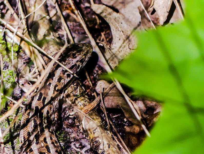 Galeria Plakatu, Plakat, Jaszczurka, 40x30 cm