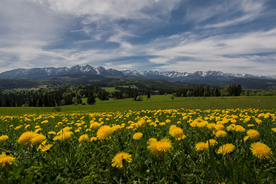 Galeria Plakatu, Plakat, Górskie Łąki, 70x50 cm
